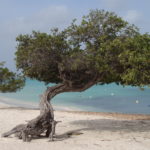 Guia de Aruba no Caribe: praias, atrações e dicas