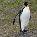 Guia de Ushuaia (Patagonia): dicas e atrações do Fim do Mundo!