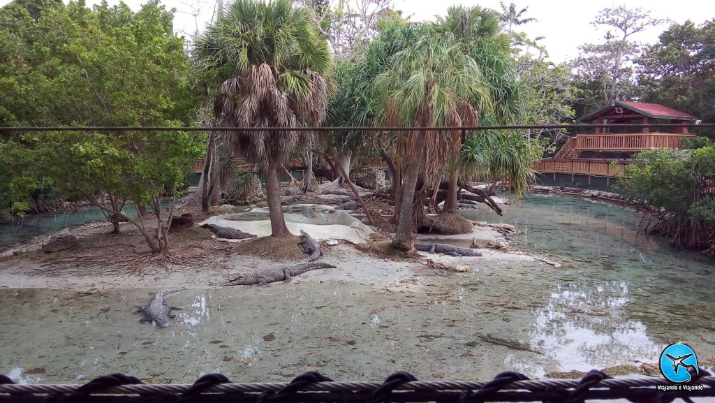 Crocodilos ou jacarés no Miami Seaquarium na Florida