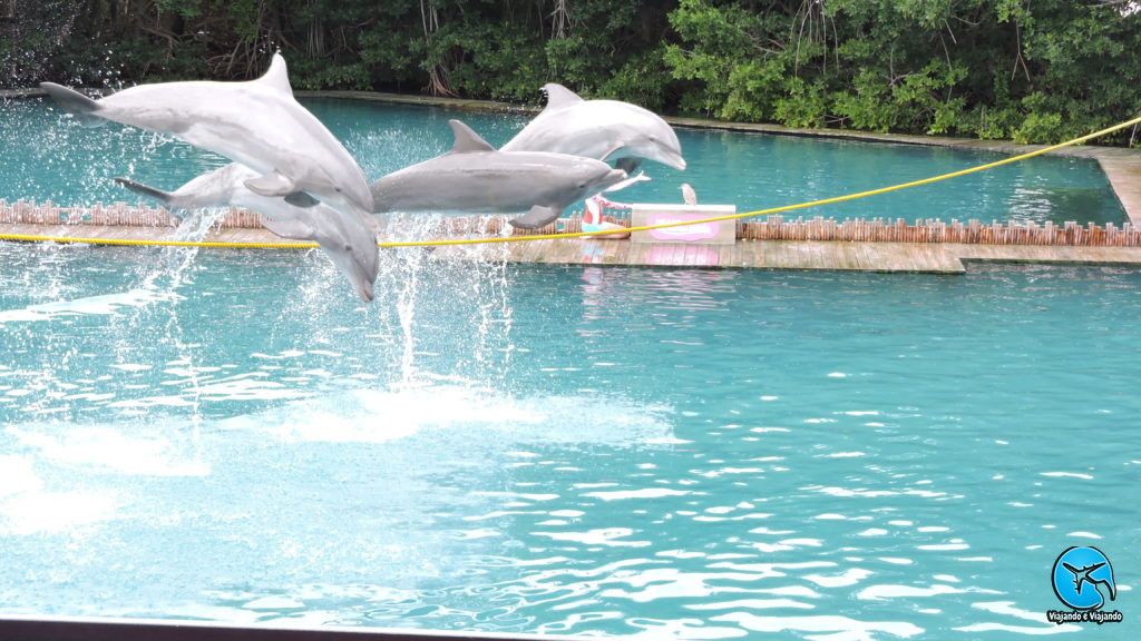 Apresentação com golfinhos flipper no Miami Seaquarium na Florida