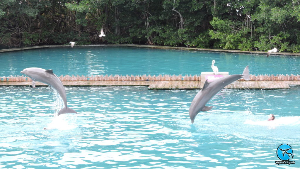 Dolphin Flipper Miami Seaquarium na Florida