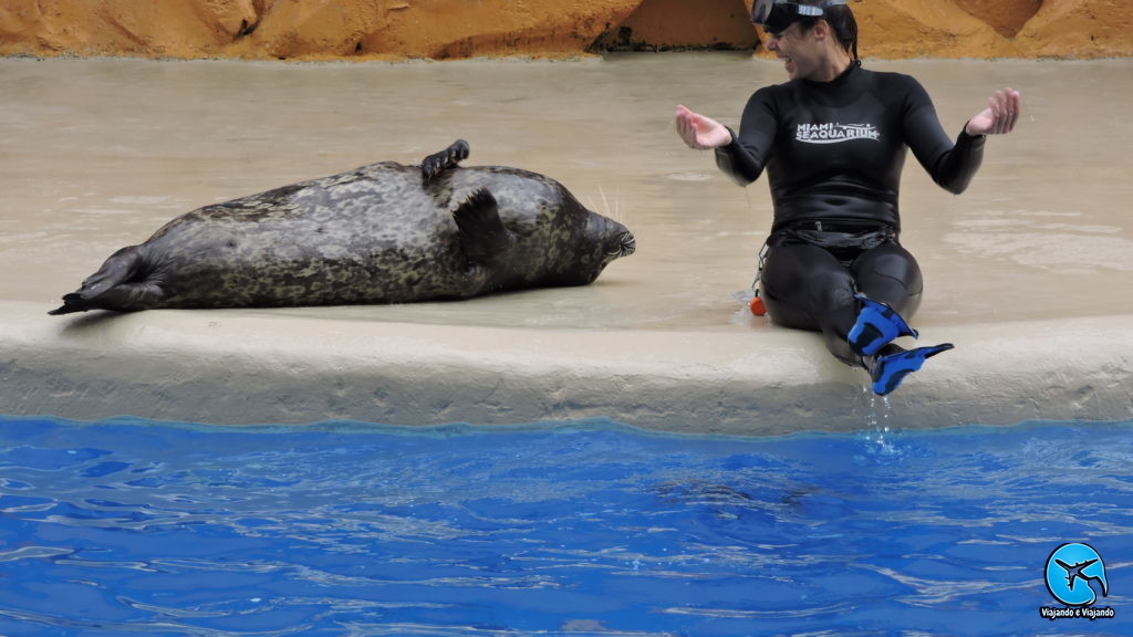 Sealion leão marinho no Miami Seaquarium na Florida