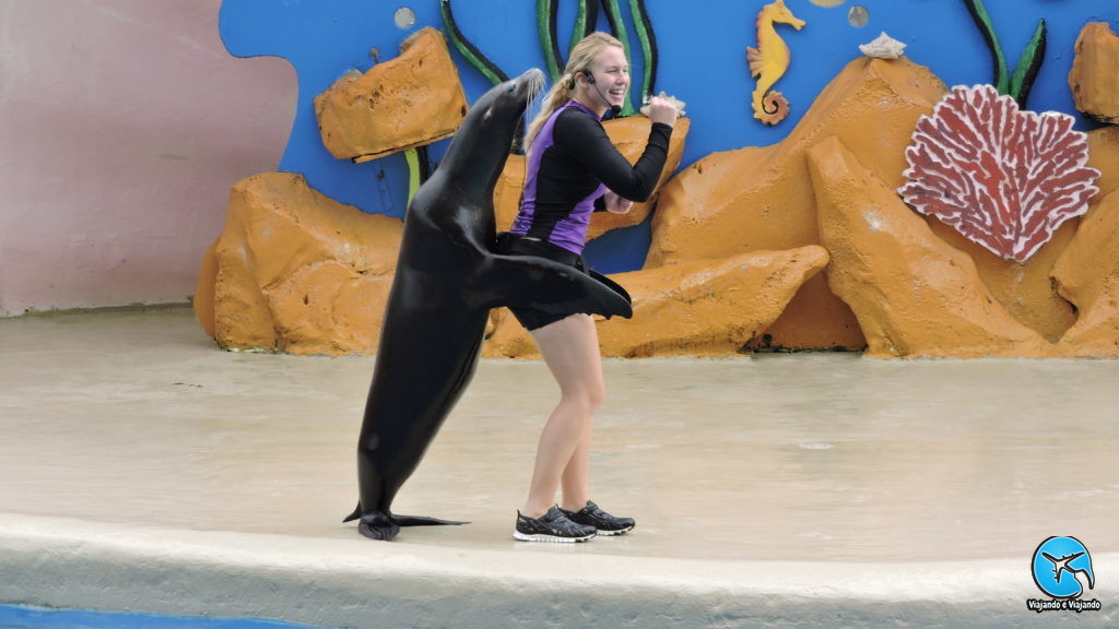 Leão marinho ou sea lion no Miami Seaquarium na Florida