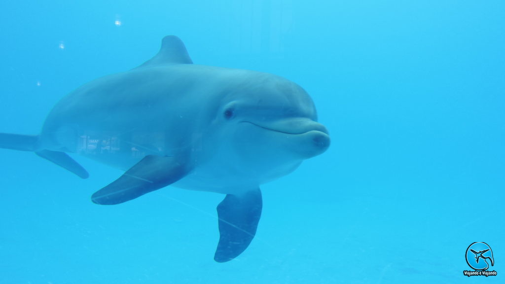 Dolphin ou Golfinho Flipper no Miami Seaquarium na Florida