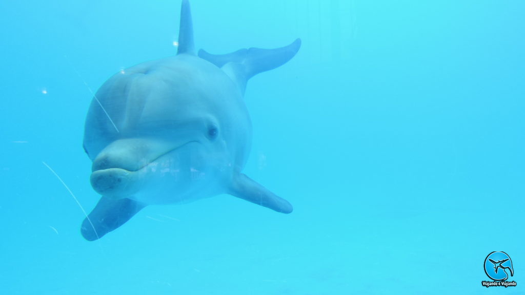Golfinho ou Dolphin no Miami Seaquarium na Florida