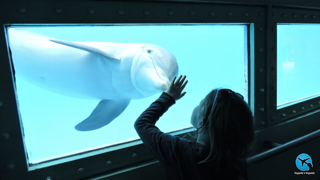 Encontro com golfinhos flipper dolphin no Miami Seaquarium na Florida