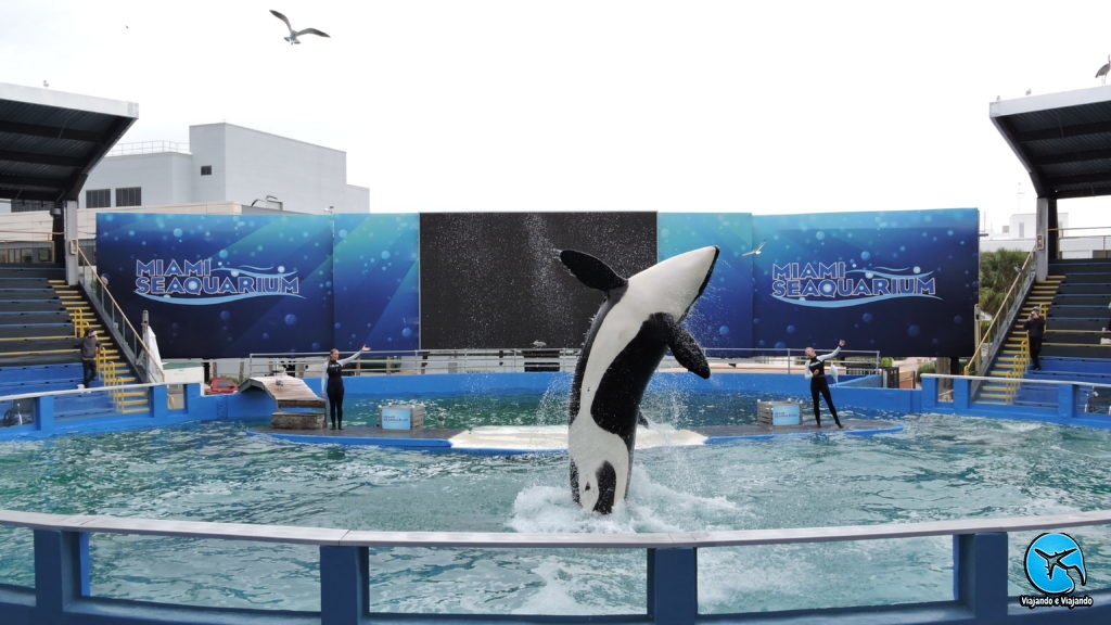 show com Baleia orca no Miami Seaquarium na Florida