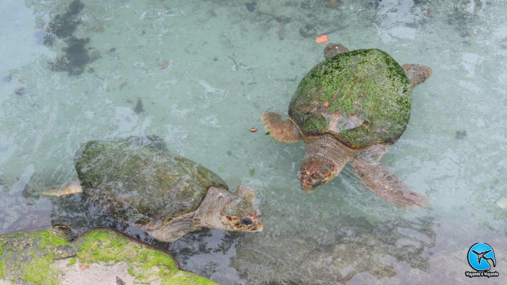 Tartarugas marinhas no Miami Seaquarium na Florida