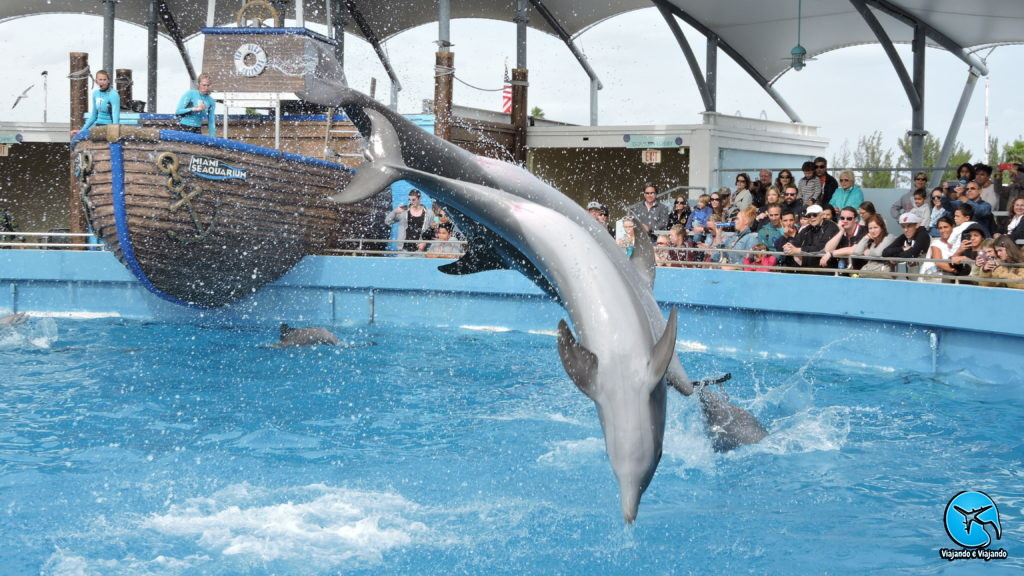 Show com golfinhos no Miami Seaquarium na Florida