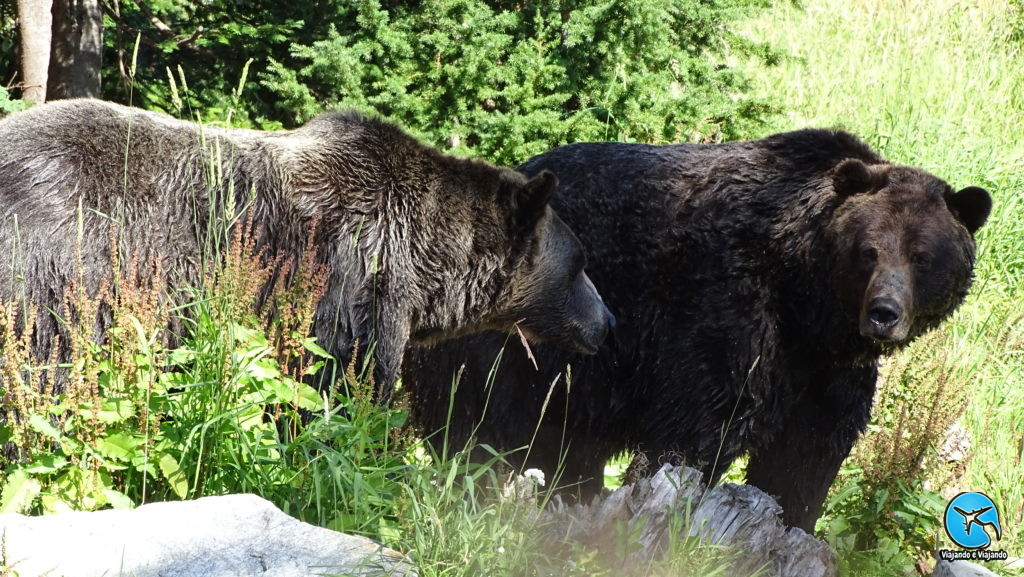Bears in Grouse montain Vancouver