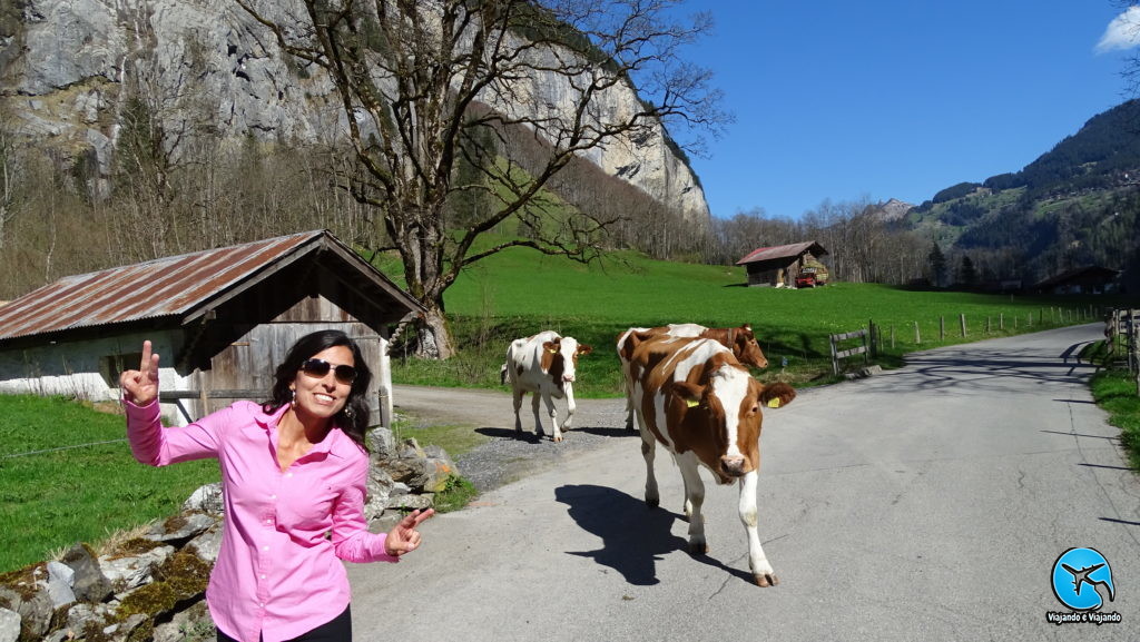 cowns vacas na suíça lauterbrunnen