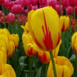 Keukenhof: o majestoso parque das tulipas na Holanda