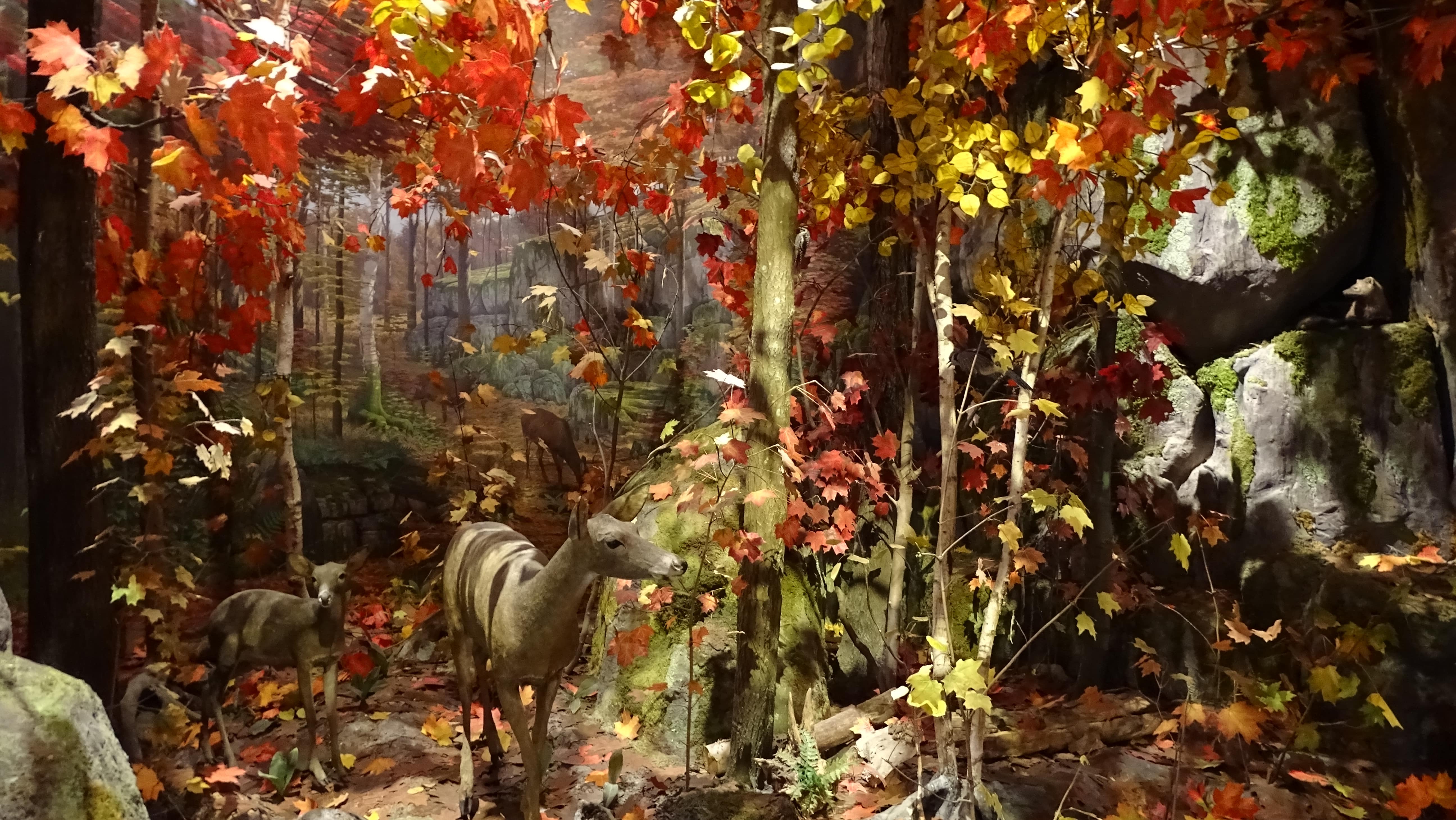Royal Ontario Museum