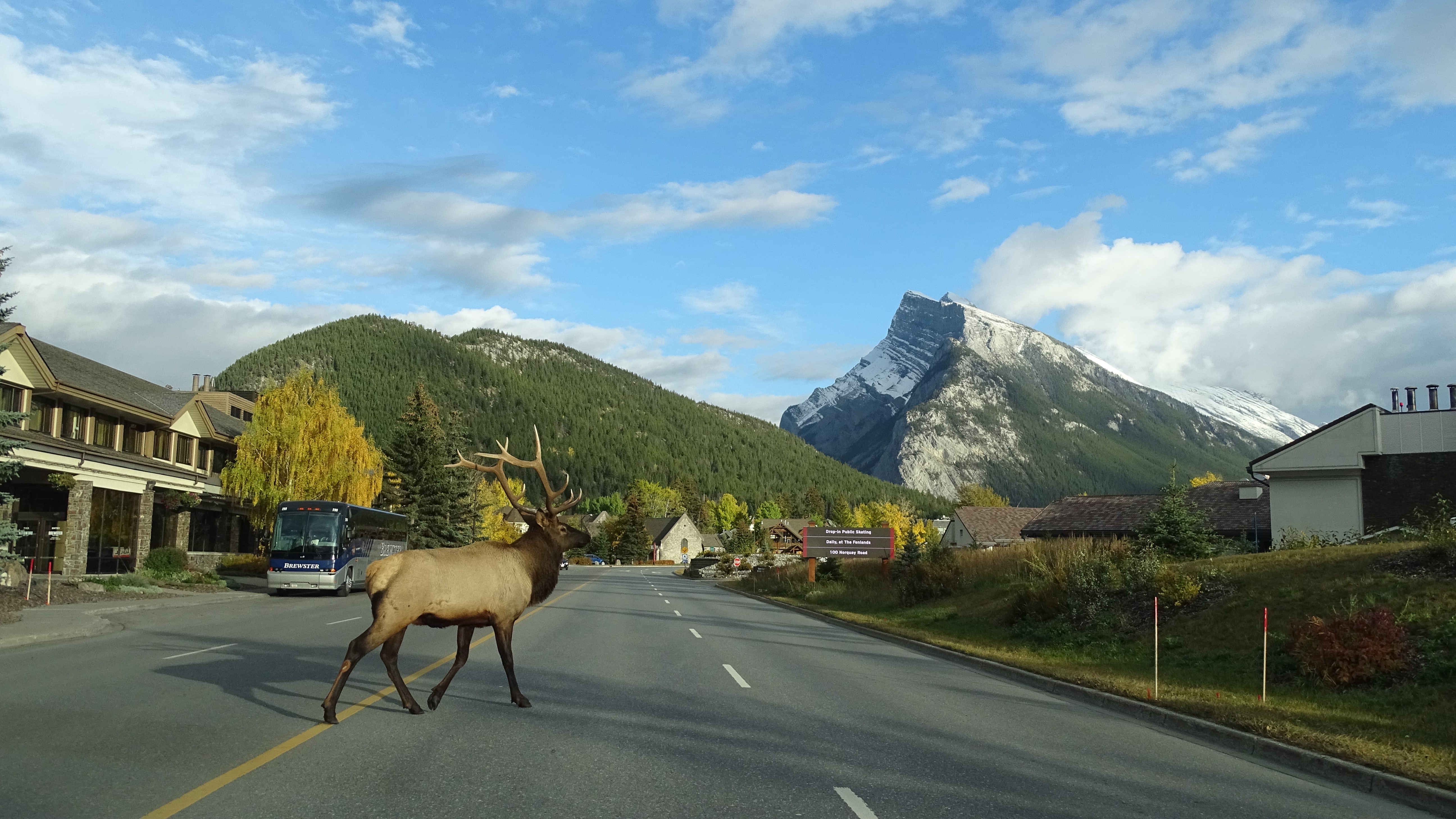 animais banff