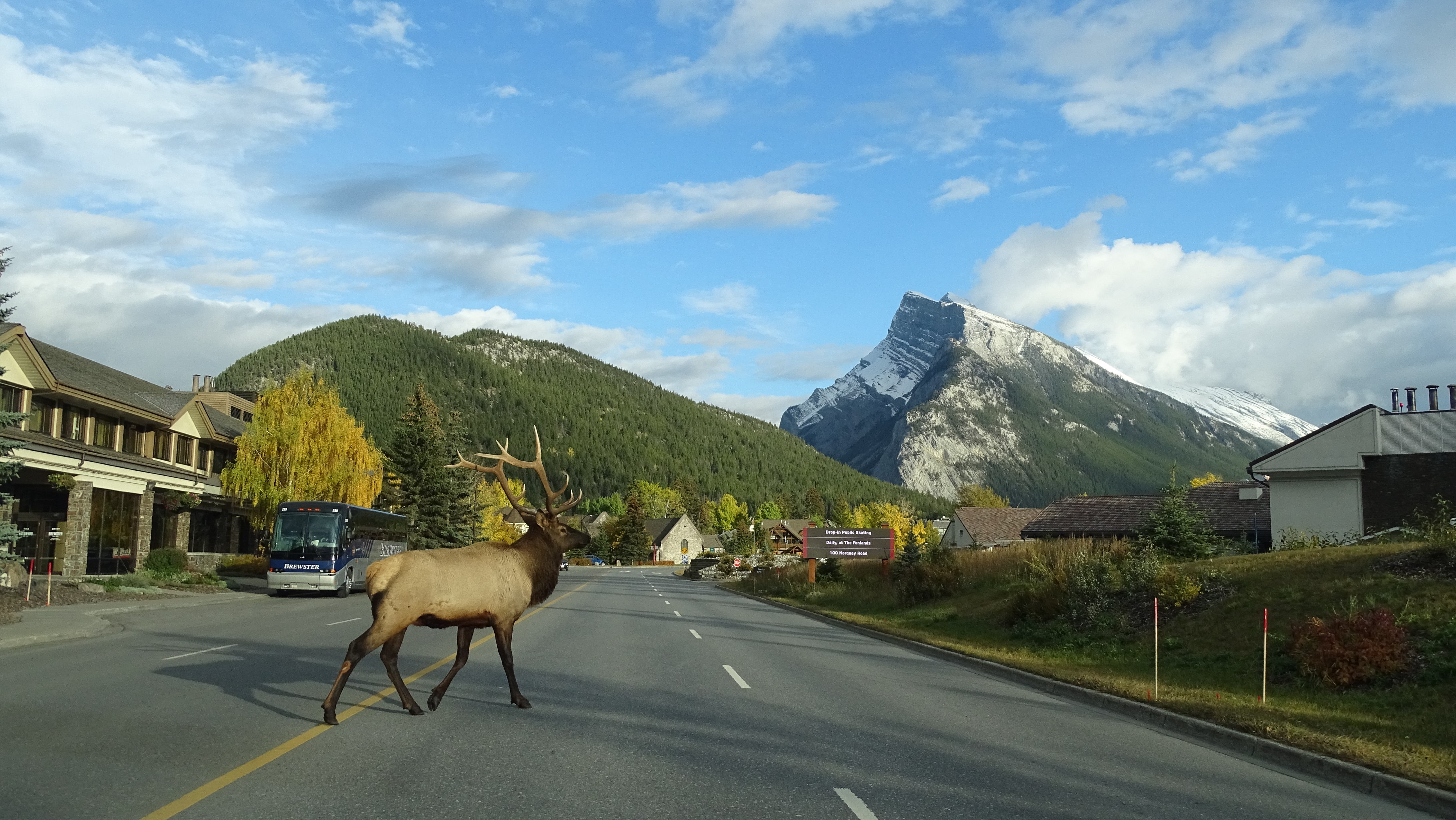 animais banff