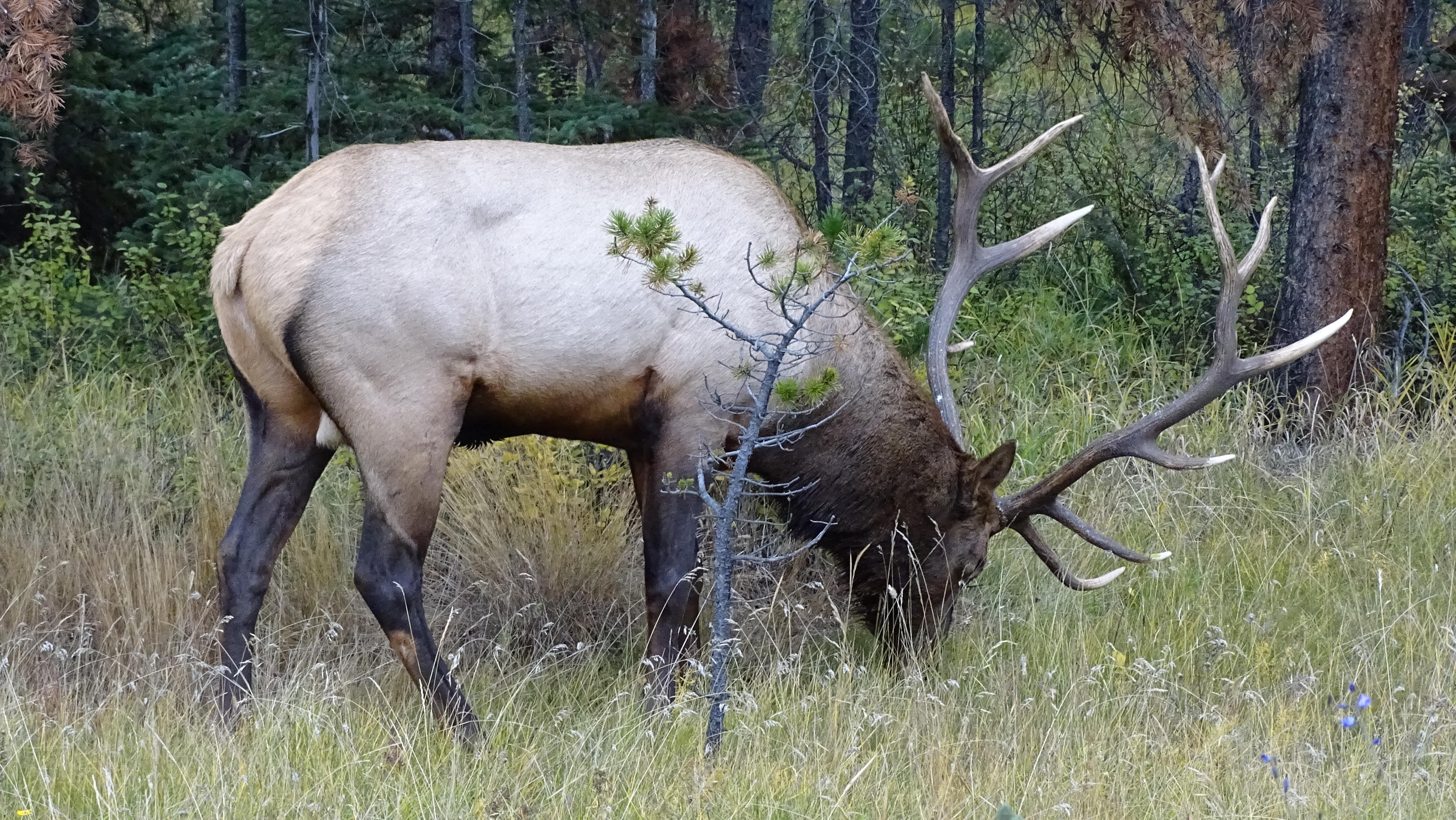 Caribou Jasper National Park Canada