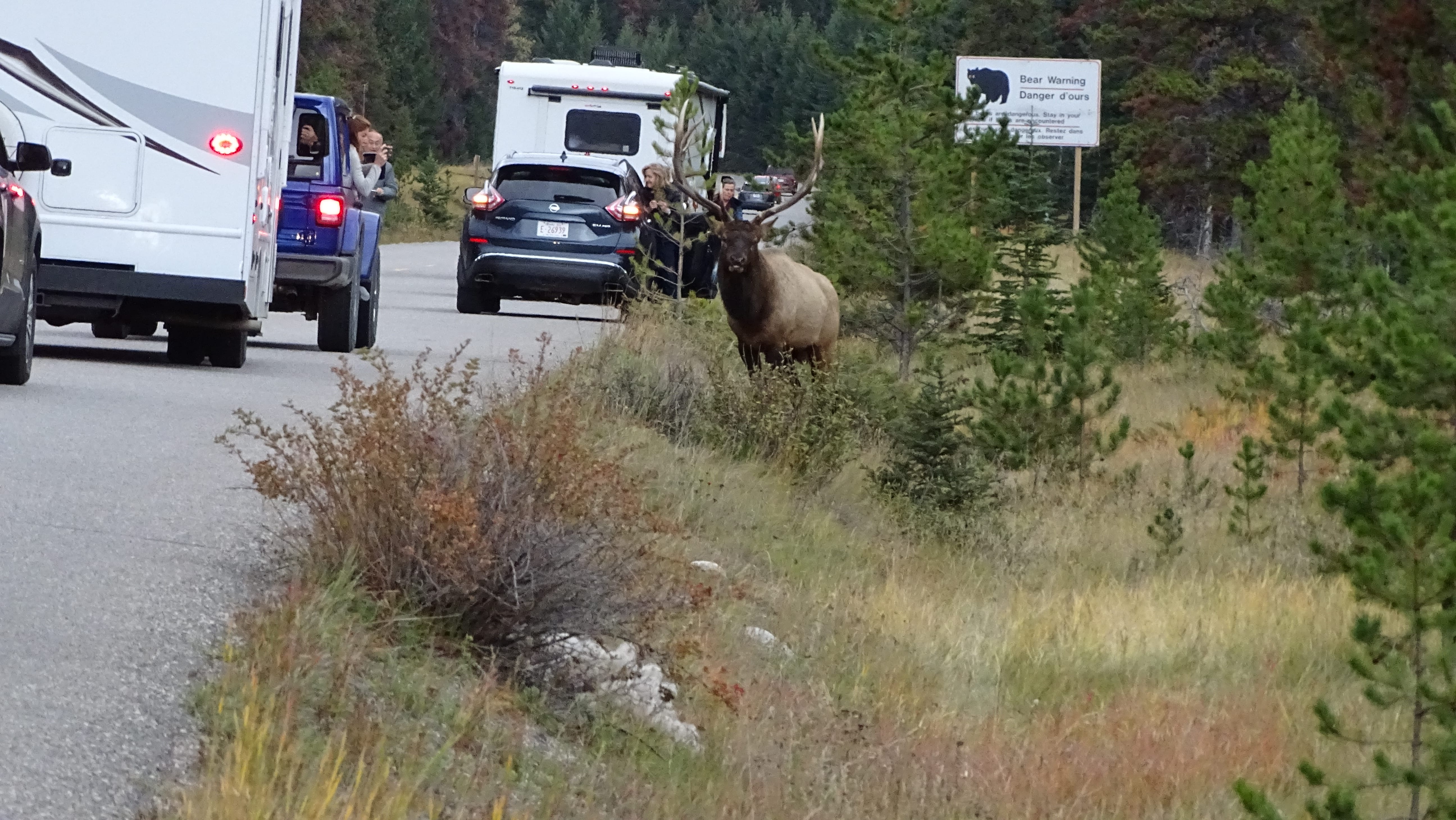 Vida selvagem animais na Maligne Road em Jasper