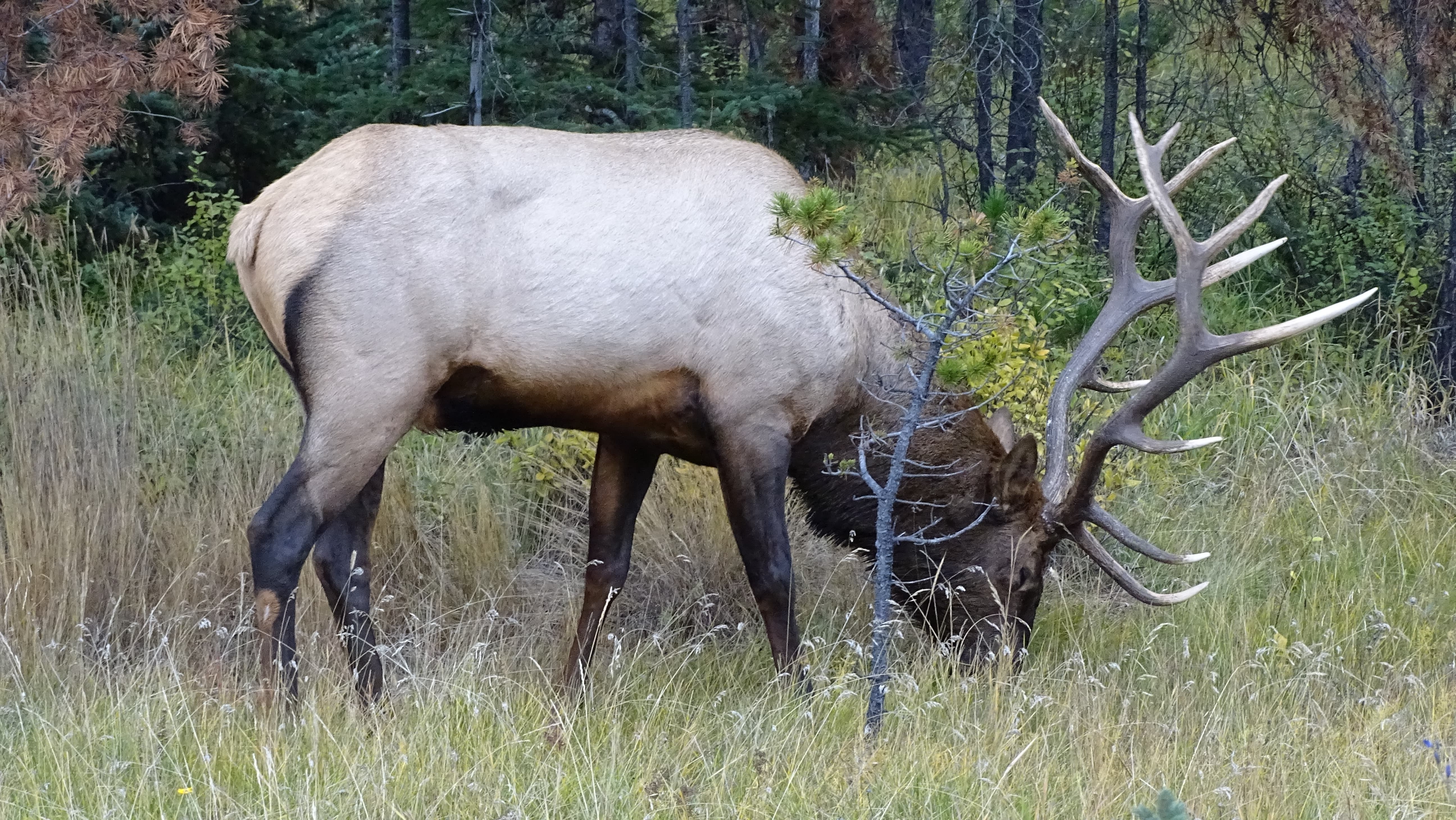 animais selvagens wildlife na Icefields Parkway no Canada Banff Jasper