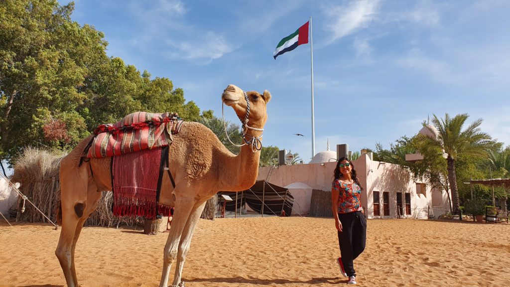 camelo em abu dhabi nos emirados árabes unidos