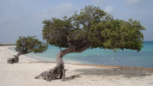 Divi-Divi na Praia de Eagle Beach em Aruba no Caribe