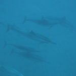 Nadando com golfinhos em Kealakekua Bay, Big Island, Hawaii